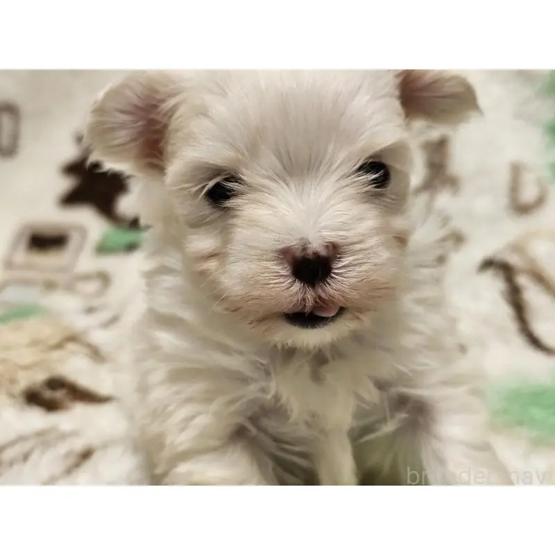 販売中の愛知県のマルチーズ-451684の8枚目