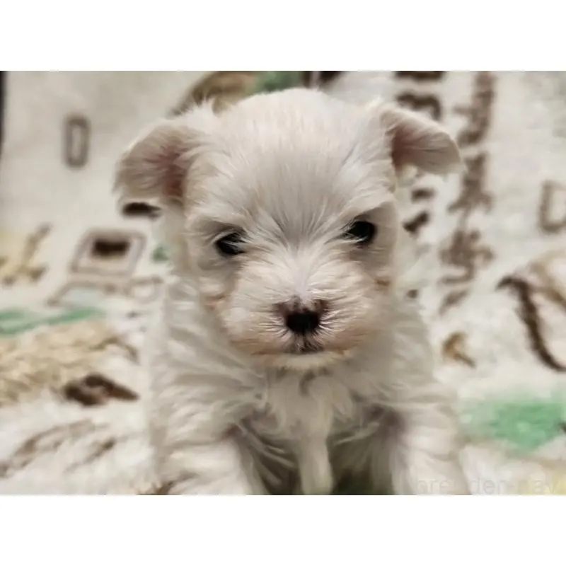 販売中の愛知県のマルチーズ-451684の7枚目