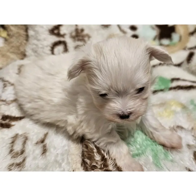 販売中の愛知県のマルチーズ-451684の6枚目