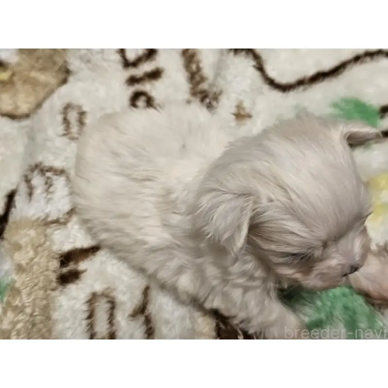 販売中の愛知県のマルチーズ-451684の5枚目