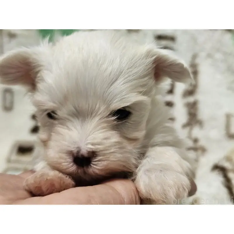 販売中の愛知県のマルチーズ-451684の3枚目