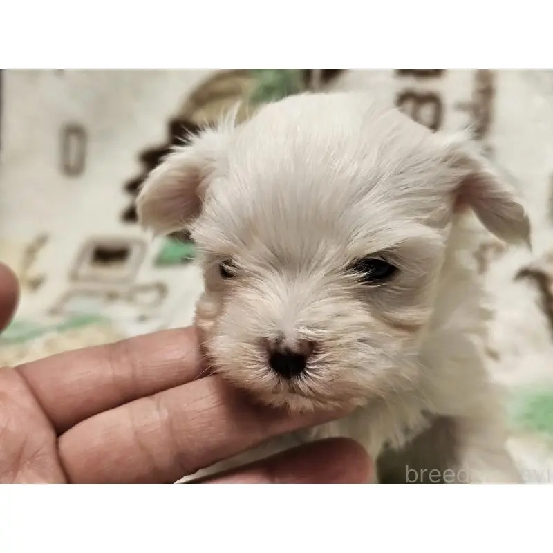 販売中の愛知県のマルチーズ-451684の2枚目