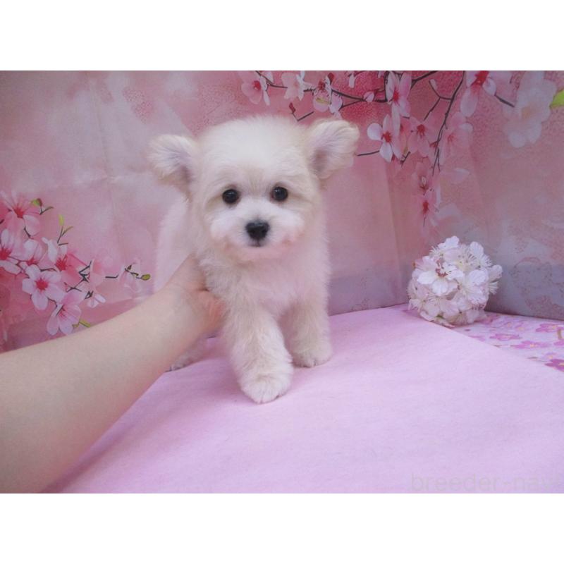 商談中の鳥取県のポメプー:ポメラニアン×トイプードル-446767の2枚目