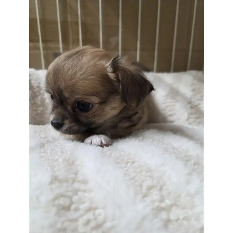 販売中の滋賀県のチワワ(ロングコート)-451687の2枚目