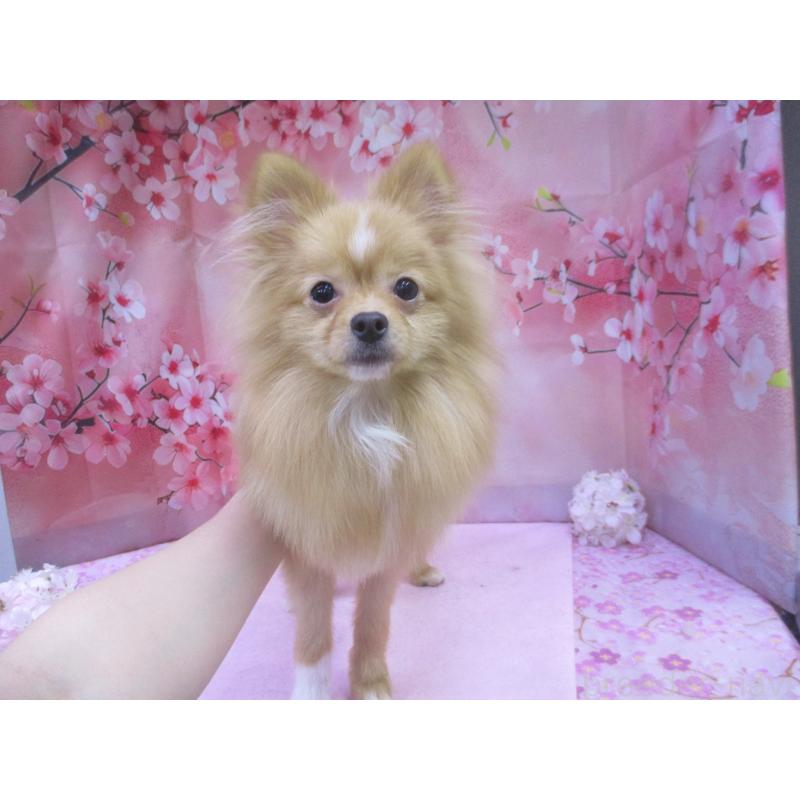 販売中の鳥取県のポメラニアン-421888の2枚目