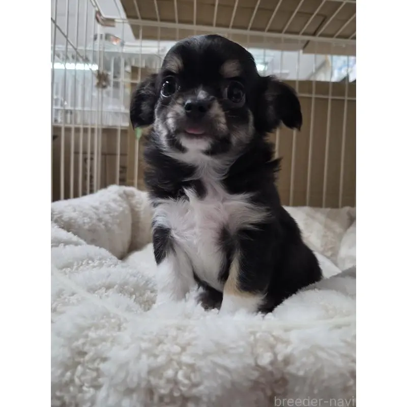 販売中の滋賀県のチワワ(ロングコート)-451689の2枚目