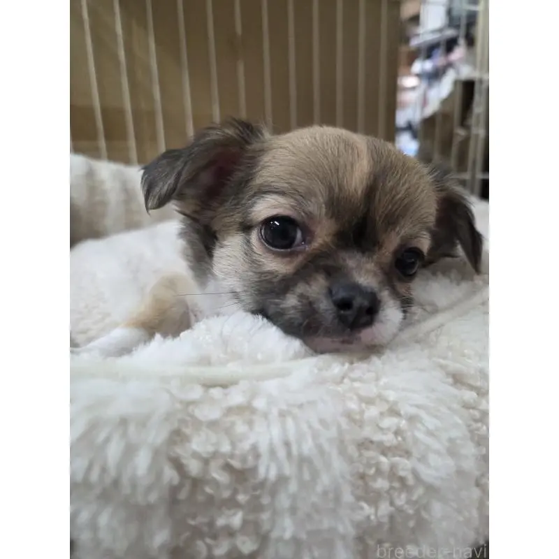 販売中の滋賀県のチワワ(ロングコート)-451690の2枚目