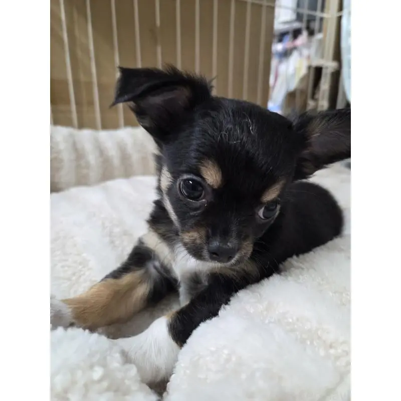 販売中の滋賀県のチワワ(ロングコート)-451691の2枚目