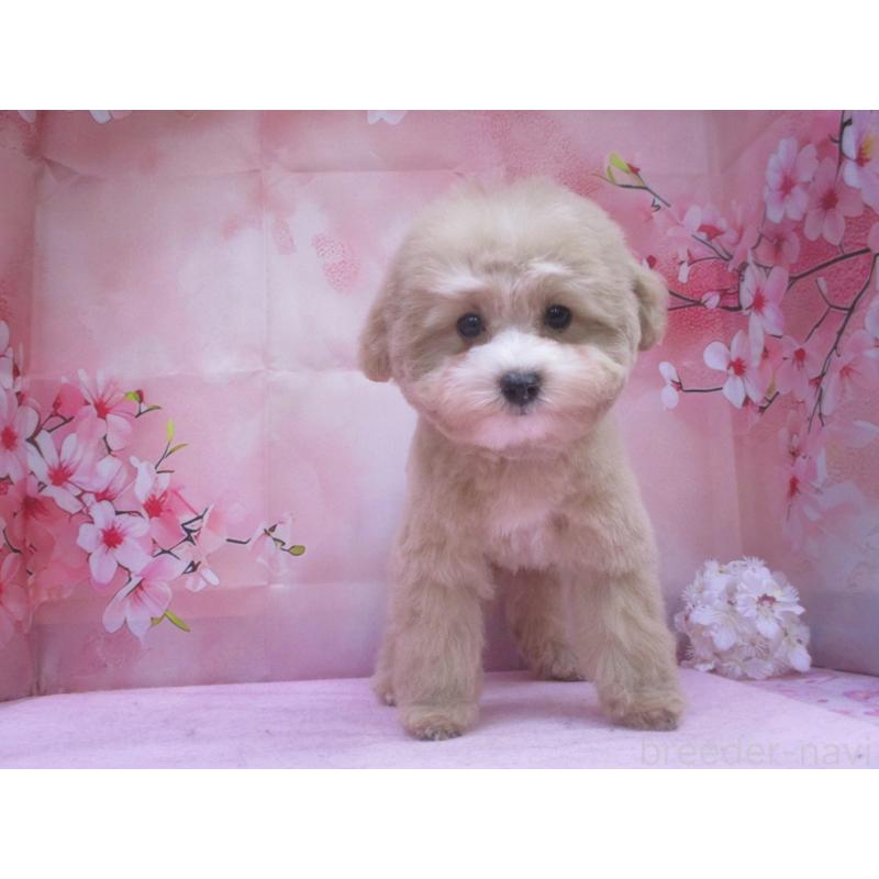 販売中の鳥取県のマルプー:マルチーズ×トイプードル-442844の3枚目