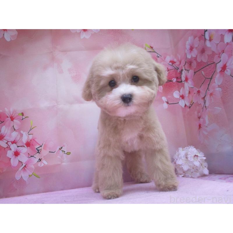 販売中の鳥取県のマルプー:マルチーズ×トイプードル-442844の2枚目