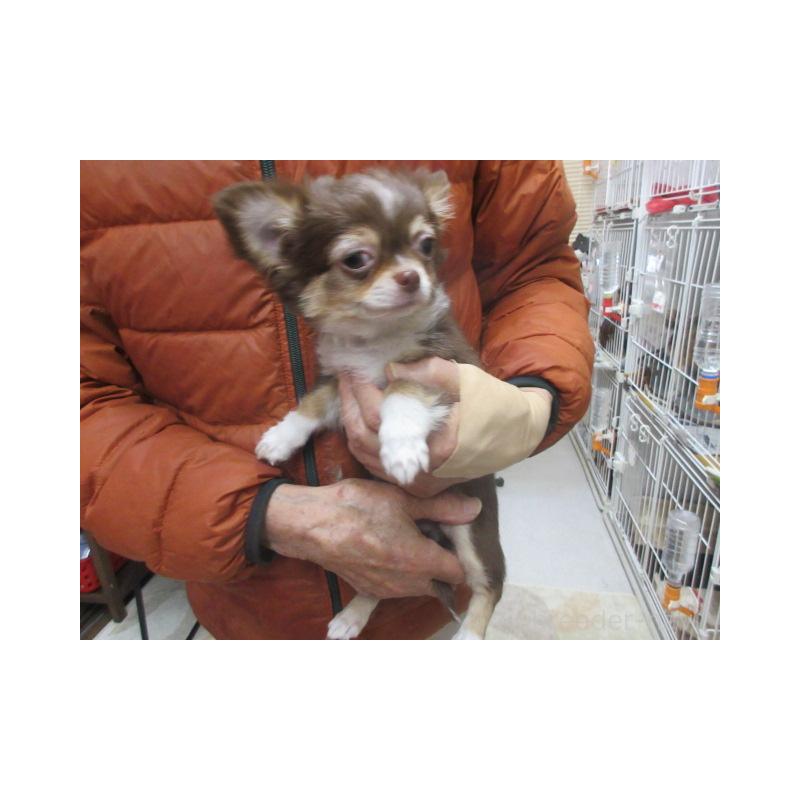 販売中の京都府のチワワ(ロングコート)-436129の2枚目