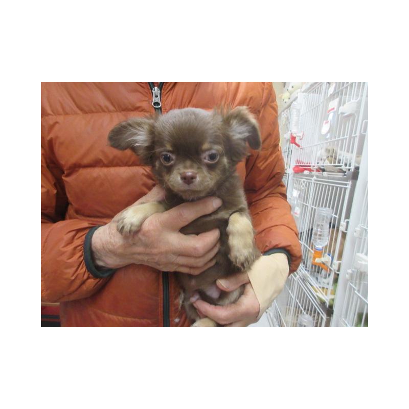 販売中の京都府のチワワ(ロングコート)-436127の3枚目