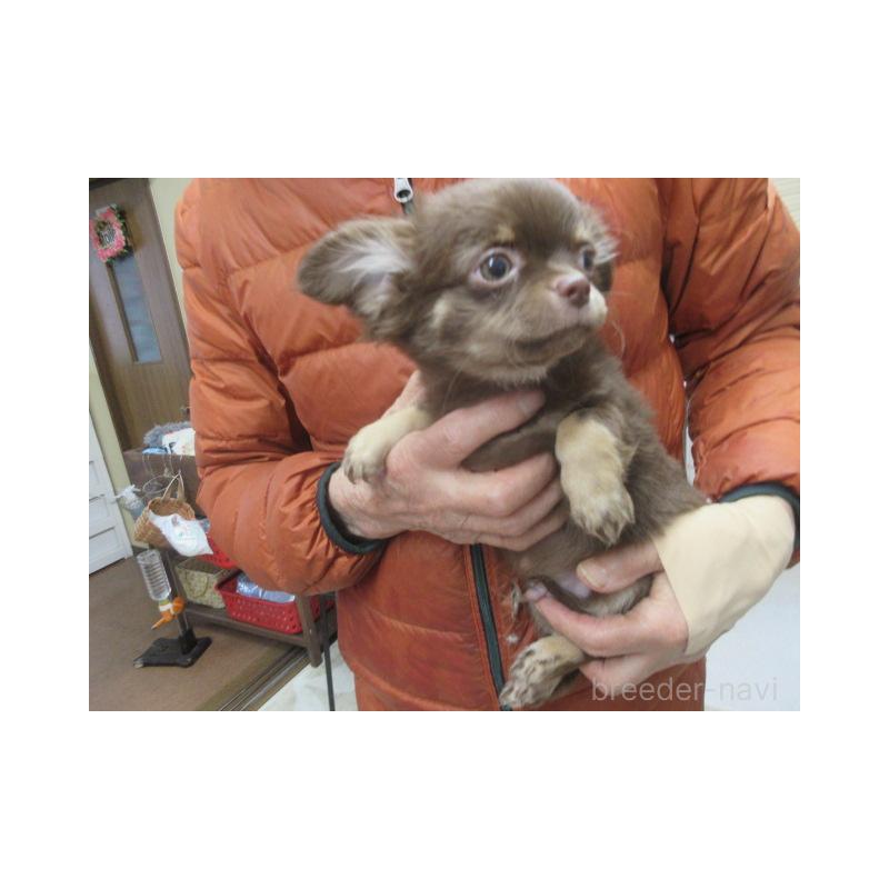 販売中の京都府のチワワ(ロングコート)-436127の2枚目