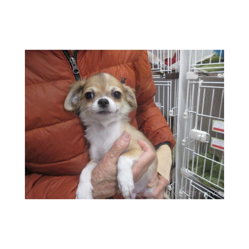 販売中の京都府のチワワ(ロングコート)-434004の3枚目