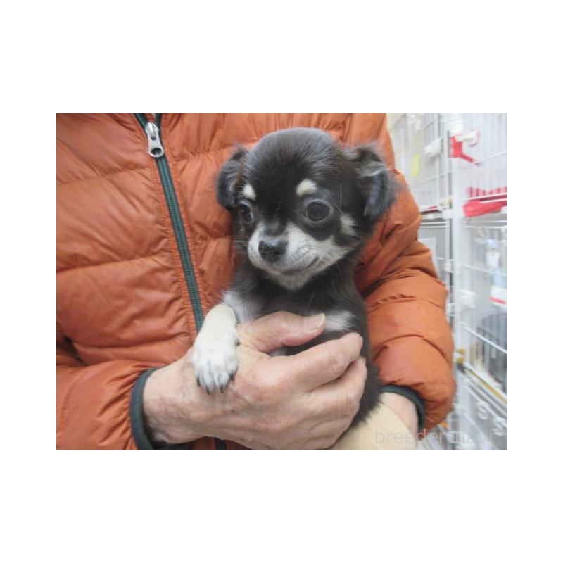 販売中の京都府のチワワ(ロングコート)-434002の3枚目