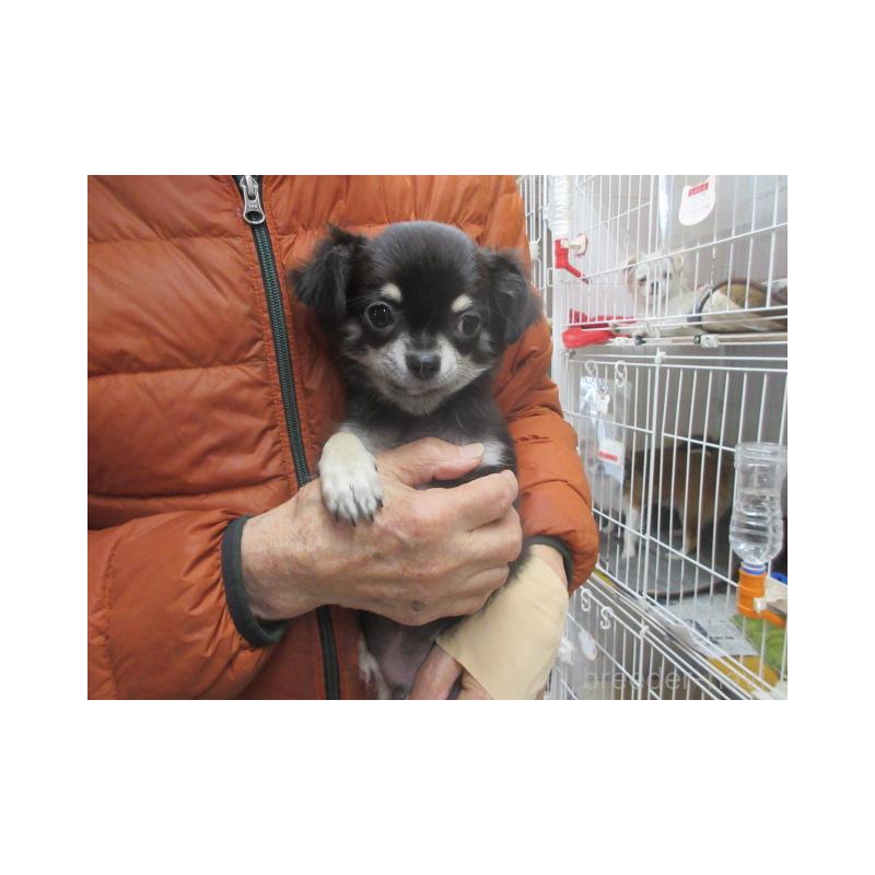 販売中の京都府のチワワ(ロングコート)-434002の2枚目