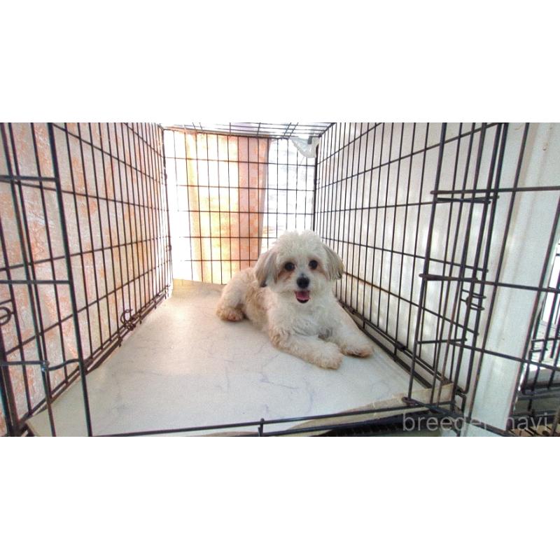 販売中の茨城県のチワマル:チワワ×マルチーズ-391615