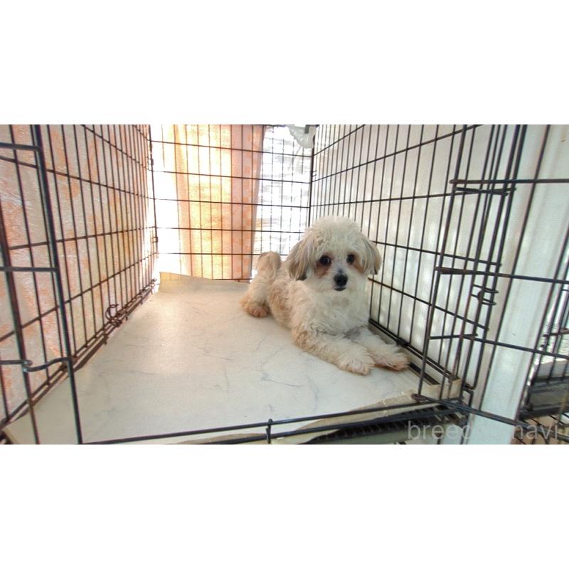 販売中の茨城県のチワマル:チワワ×マルチーズ-391615の3枚目