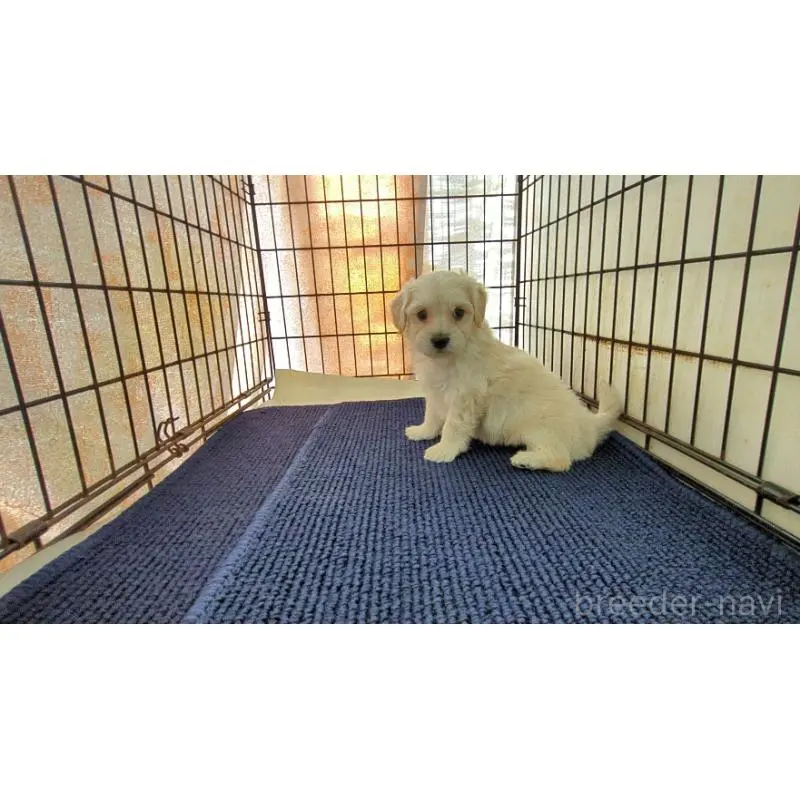 販売中の茨城県のミックス犬-451697の6枚目