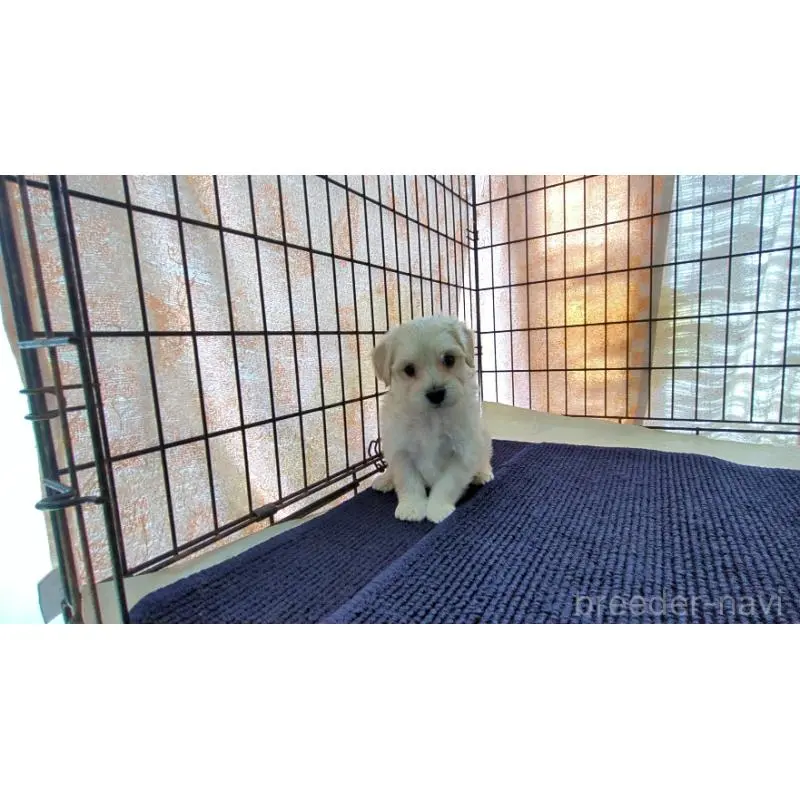 販売中の茨城県のミックス犬-451697の5枚目