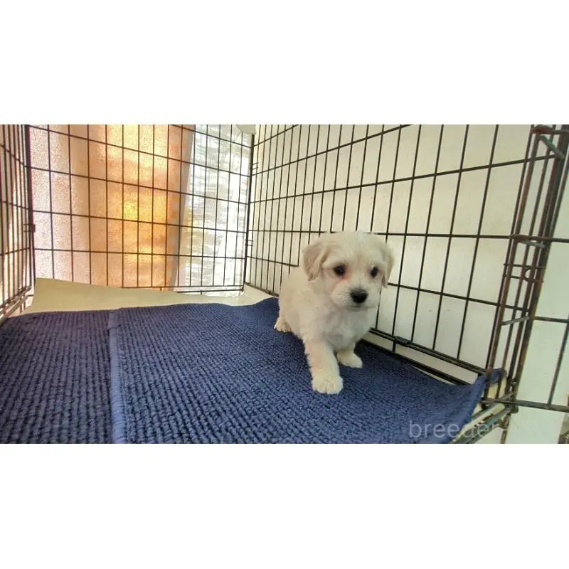 販売中の茨城県のミックス犬-451697の4枚目