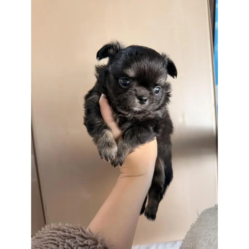 販売中の鹿児島県のチワワ(ロングコート)-451695の4枚目