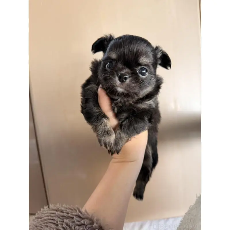 販売中の鹿児島県のチワワ(ロングコート)-451695の3枚目