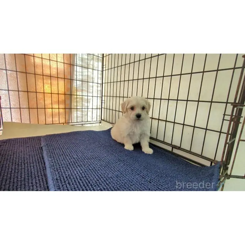 販売中の茨城県のミックス犬-451697の3枚目