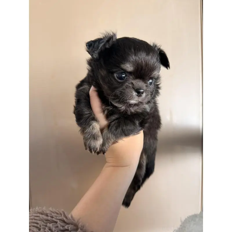 販売中の鹿児島県のチワワ(ロングコート)-451695の2枚目