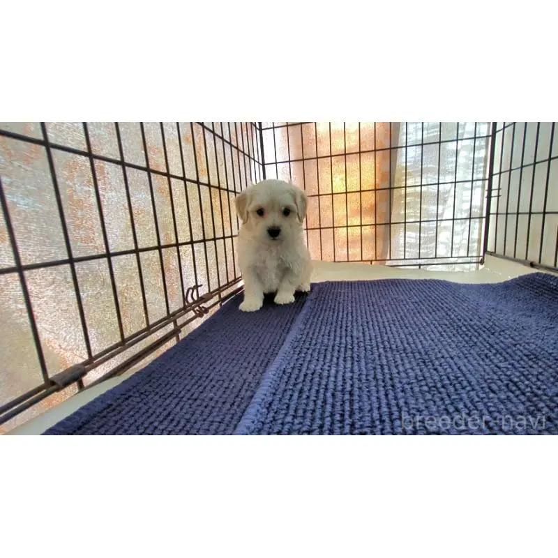 販売中の茨城県のミックス犬-451697の2枚目