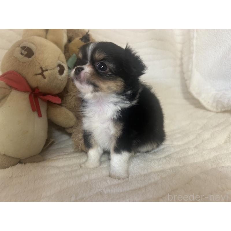 販売中の京都府のチワワ(ロングコート)-451696の6枚目