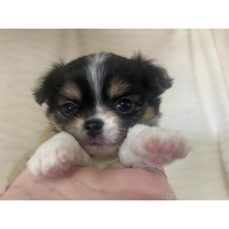 販売中の京都府のチワワ(ロングコート)-451696の4枚目