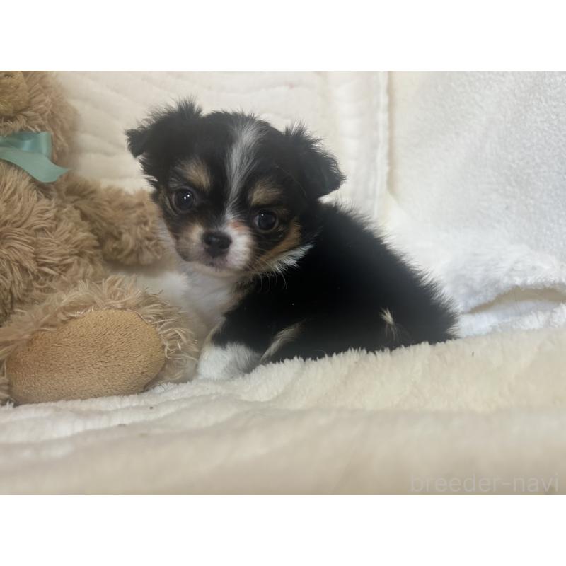 販売中の京都府のチワワ(ロングコート)-451696の3枚目