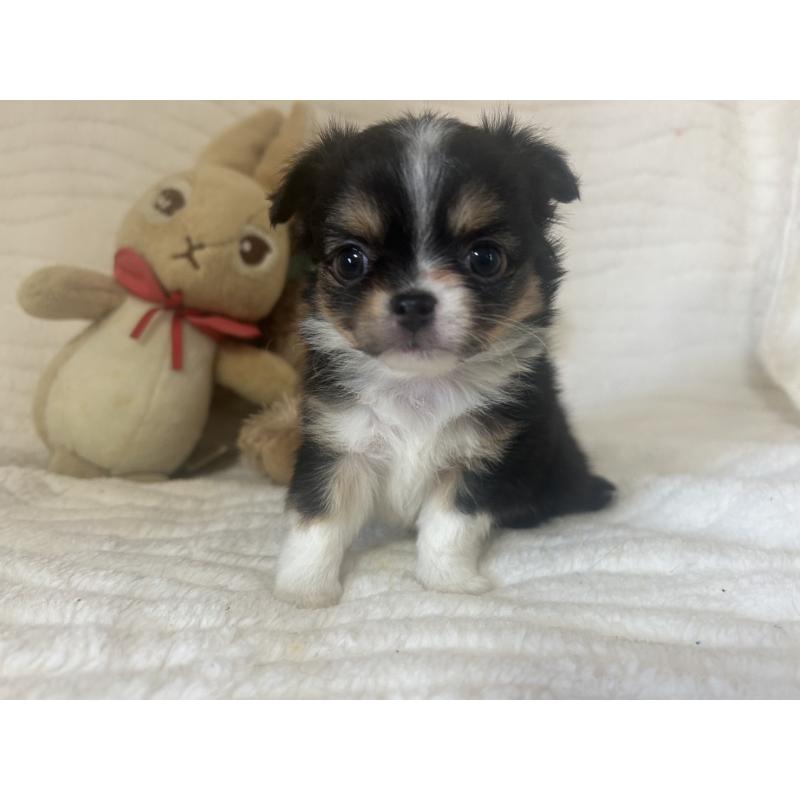 販売中の京都府のチワワ(ロングコート)-451696の2枚目