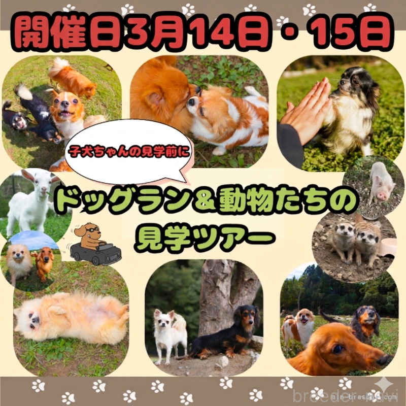 成約済の千葉県のトイプードル-443589の2枚目