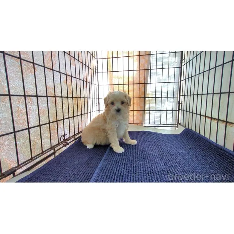 販売中の茨城県のミックス犬-451699の6枚目