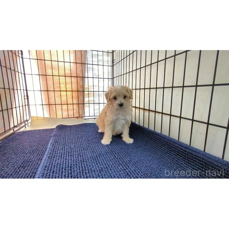 販売中の茨城県のミックス犬-451699の4枚目