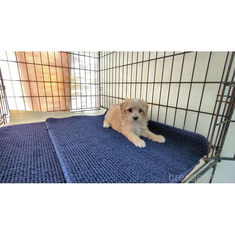 販売中の茨城県のミックス犬-451699の2枚目