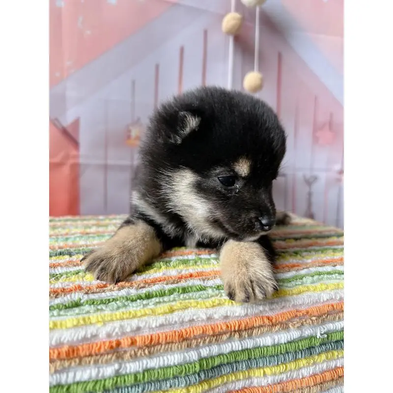 販売中の群馬県の豆柴-451698の7枚目