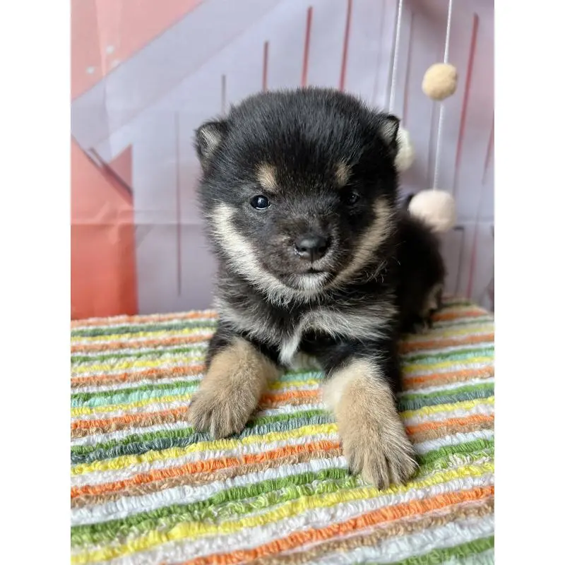 販売中の群馬県の豆柴-451698の6枚目