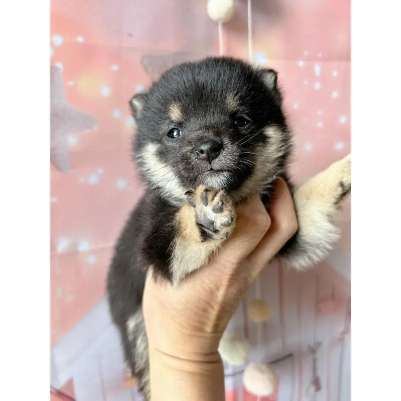 販売中の群馬県の豆柴-451698の5枚目