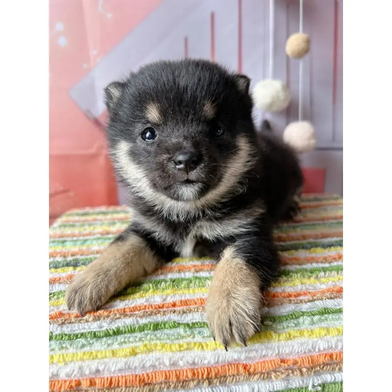 販売中の群馬県の豆柴-451698の4枚目