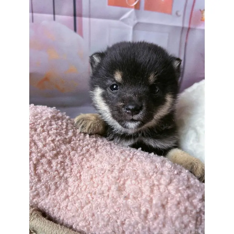 販売中の群馬県の豆柴-451698の3枚目