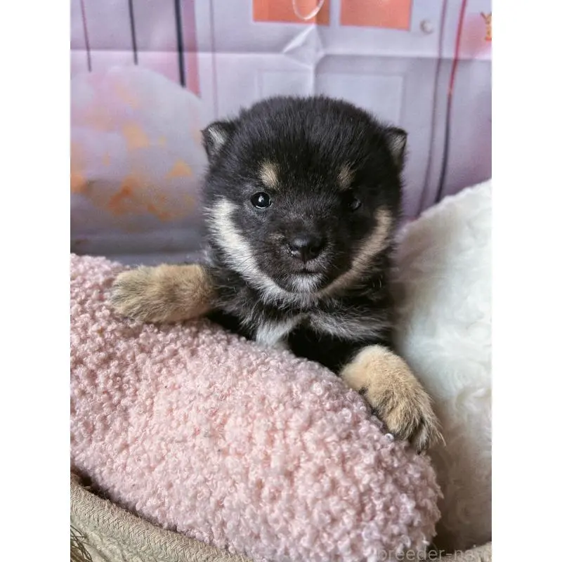 販売中の群馬県の豆柴-451698の2枚目