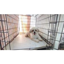 ♀︎チワマル:チワワ×マルチーズ