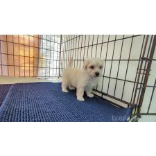 ♀︎ミックス犬