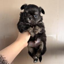 オンライン見学