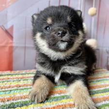 オンライン見学