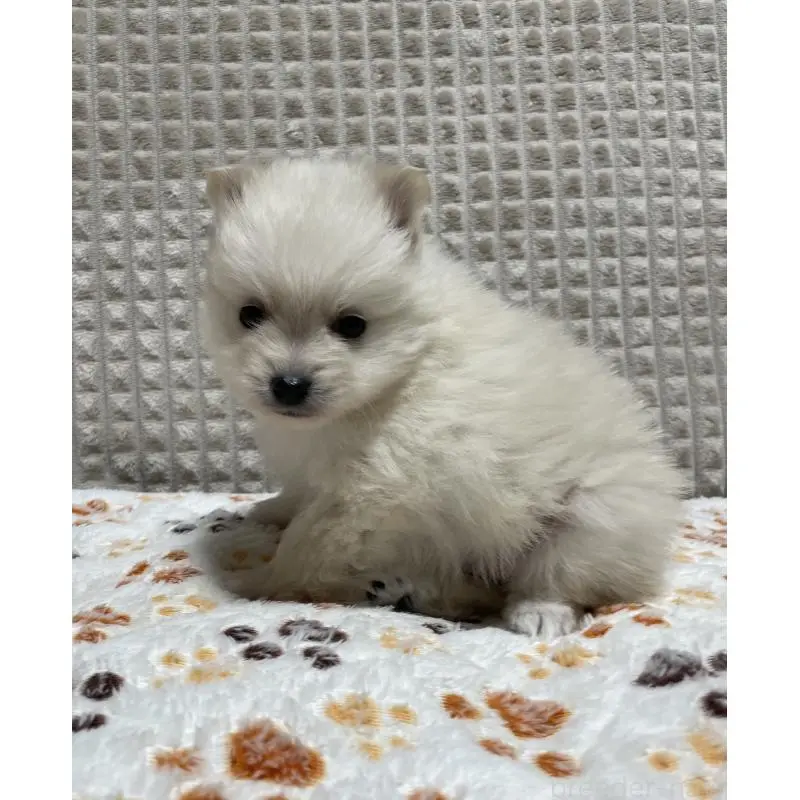 販売中の大阪府のポメラニアン-451701の6枚目