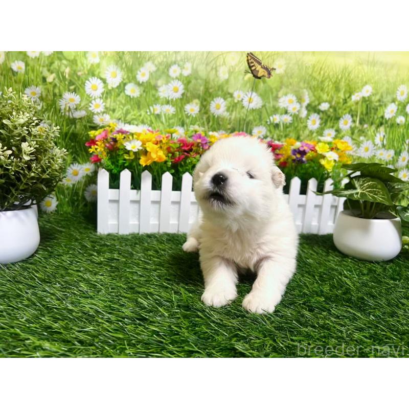 販売中の東京都のサモエド-450324の3枚目